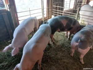 Porci 90.kg 130  - imagine 3 Porci 90.kg 130  - imagine 3