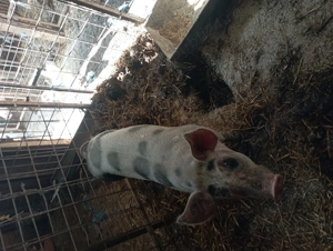 De vânzare vierusi3 luni - imagine 2 De vânzare vierusi3 luni - imagine 2