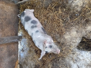 De vânzare vierusi3 luni - imagine 3 De vânzare vierusi3 luni - imagine 3