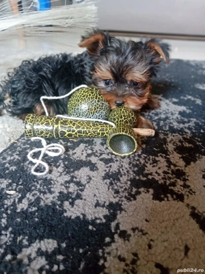 Yorkshire Trrier mini toy 