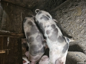 vand porci Pietrain