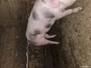 vand porci Pietrain - imagine 3