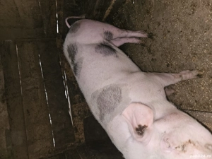 vand porci Pietrain - imagine 2