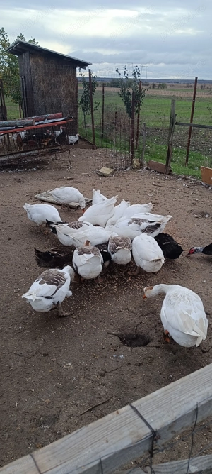 Gaste tinere de anul asta - imagine 4 Gaste tinere de anul asta - imagine 4