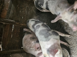 vand porci Pietrain - imagine 4