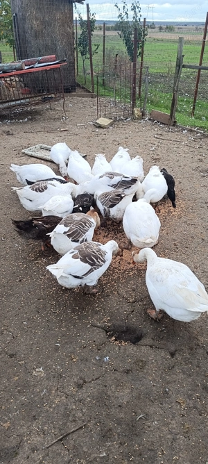 Gaste tinere de anul asta - imagine 2 Gaste tinere de anul asta - imagine 2