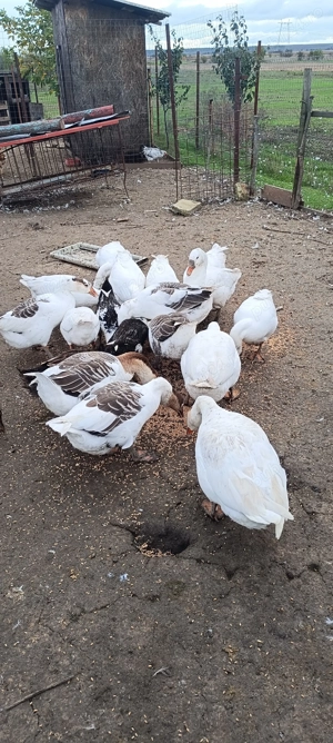 Gaste tinere de anul asta