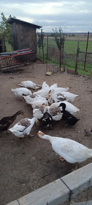 Gaste tinere de anul asta - imagine 3 Gaste tinere de anul asta - imagine 3