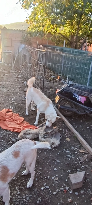 Donație cățelușa talie mare Akita metis. 8 luni