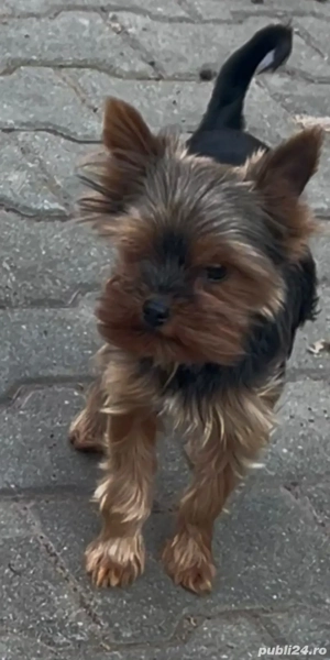 Yorkshire Trrier mini toy  - imagine 3 Yorkshire Trrier mini toy  - imagine 3