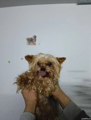 Yorkshire Trrier mini toy  - imagine 2 Yorkshire Trrier mini toy  - imagine 2