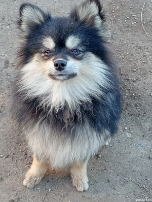 Pomeranian Băiețel 10 Luni