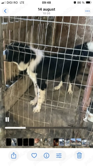 Cionanesc de Bucovina 