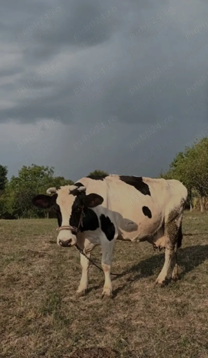 Vând vacă holstain 