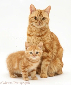 british shorthair,culori diferite!