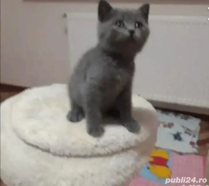 british shorthair,culori diferite! - imagine 2 british shorthair,culori diferite! - imagine 2