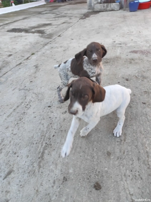 Căței brac german  - imagine 2