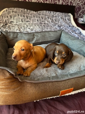 Teckel fetite si baieti  - imagine 5 Teckel fetite si baieti  - imagine 5