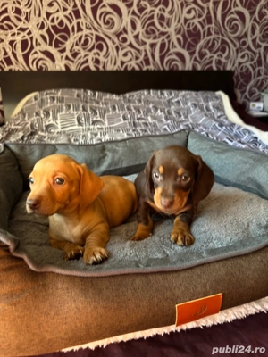 Teckel fetite si baieti  - imagine 2 Teckel fetite si baieti  - imagine 2
