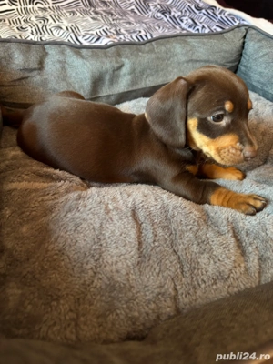 Teckel fetite si baieti  - imagine 3 Teckel fetite si baieti  - imagine 3