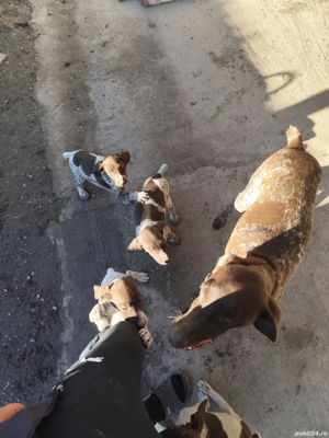 Căței brac german  - imagine 3