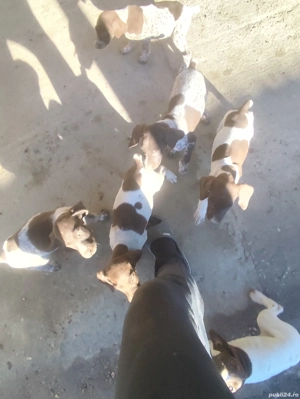 Căței brac german  - imagine 4