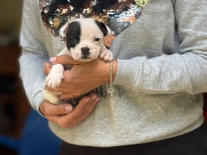 Mascul Staffordshire Bull Terrier - imagine 5