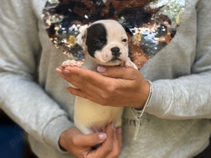 Mascul Staffordshire Bull Terrier