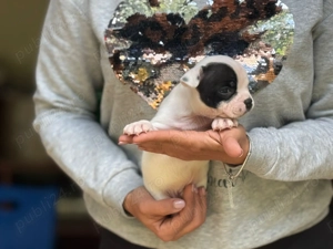 Mascul Staffordshire Bull Terrier - imagine 4