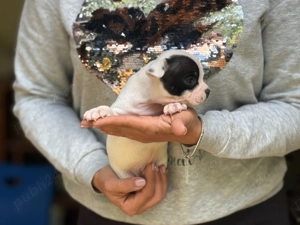 Mascul Staffordshire Bull Terrier - imagine 2