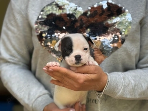 Mascul Staffordshire Bull Terrier - imagine 3