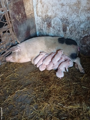 vand scroafa cu purcei