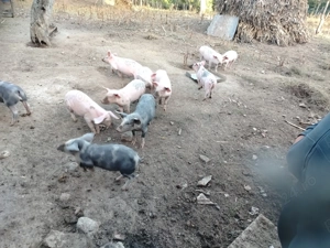 Purcei de vanzare - imagine 4 Purcei de vanzare - imagine 4