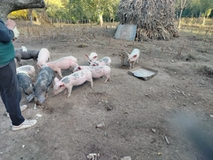 Purcei de vanzare - imagine 3 Purcei de vanzare - imagine 3