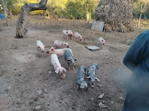 Purcei de vanzare - imagine 2 Purcei de vanzare - imagine 2