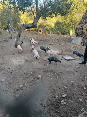 Purcei de vanzare - imagine 5 Purcei de vanzare - imagine 5