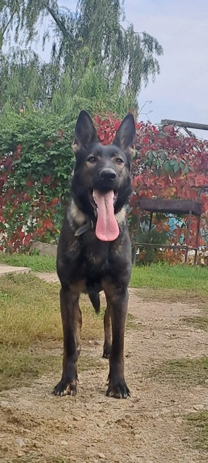 Femela Ciobanesc German 