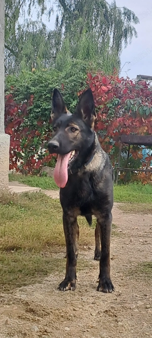 Femela Ciobanesc German  - imagine 2 Femela Ciobanesc German  - imagine 2