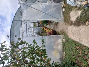 Sera pt productie flori sau legume