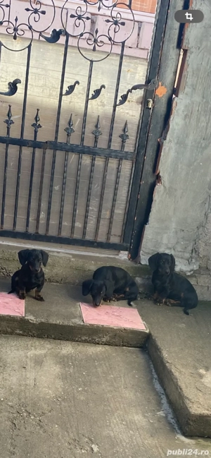 vand 3 căteleușe teckel 350  - imagine 2