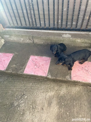 vand 3 căteleușe teckel 350  - imagine 3