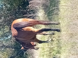 vand iapa 7 ani forte cuminte  - imagine 3