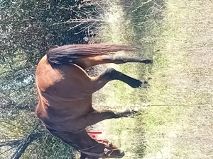 vand iapa 7 ani forte cuminte  - imagine 2