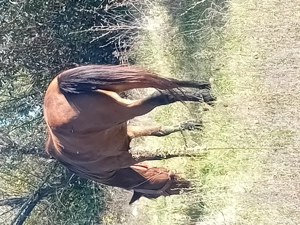 vand iapa 7 ani forte cuminte  - imagine 4