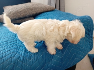 Vînd bichon maltesse vârsta 8 săptămîni - imagine 2 Vînd bichon maltesse vârsta 8 săptămîni - imagine 2