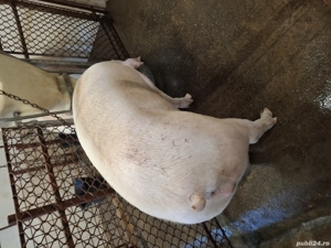 vind porci - imagine 3