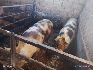 Vand 2 porci grasi - imagine 2