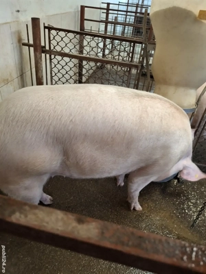 vind porci - imagine 4