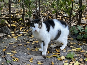 Pisică găsită în zona Cantemir   Oradea (Aleea Sălca, între blocuri)