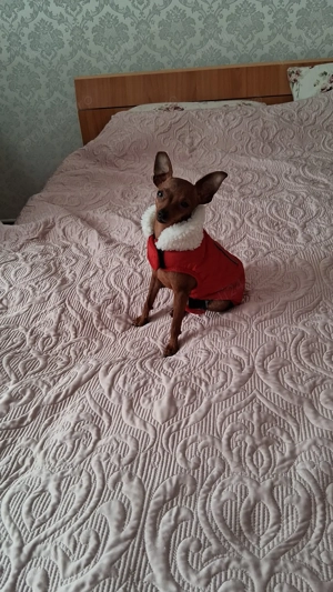 Pinscher pitic talie mica  - imagine 4